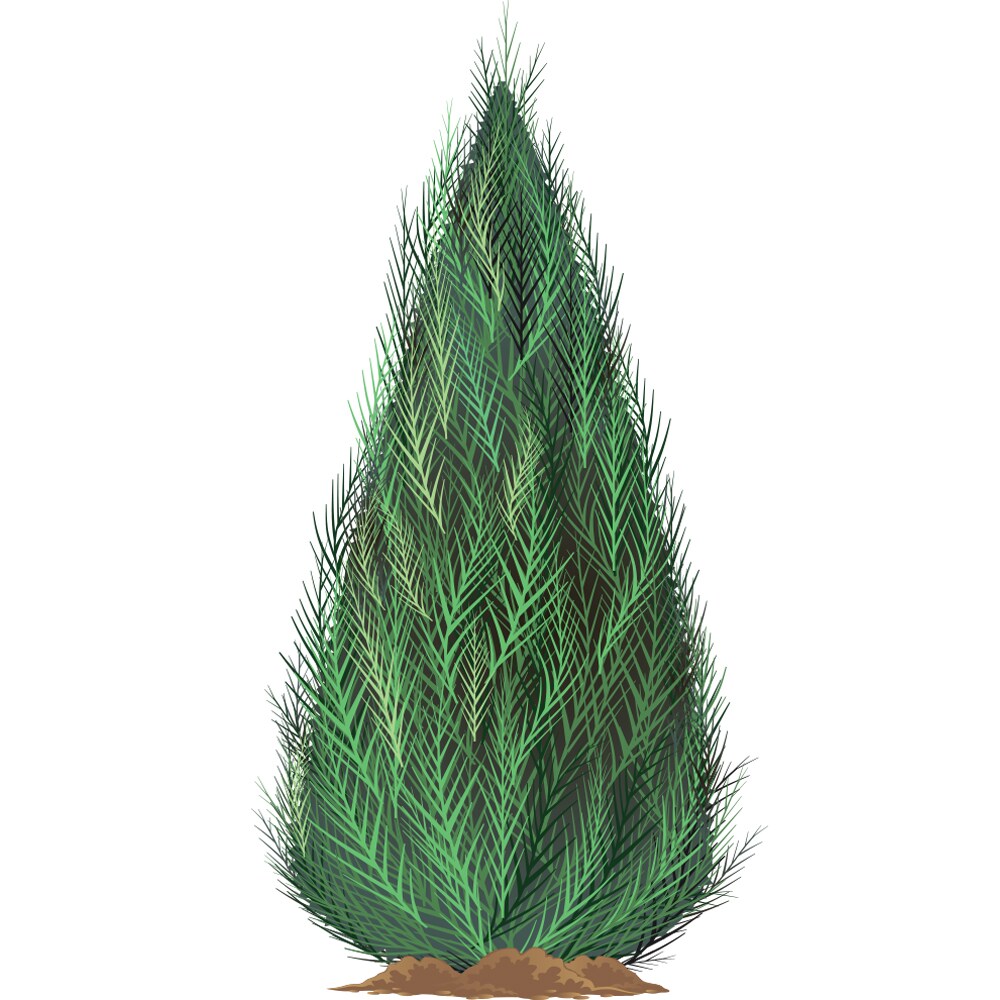 Lowe's 5207459 7.00-GAL ARTOCARPUS ULU