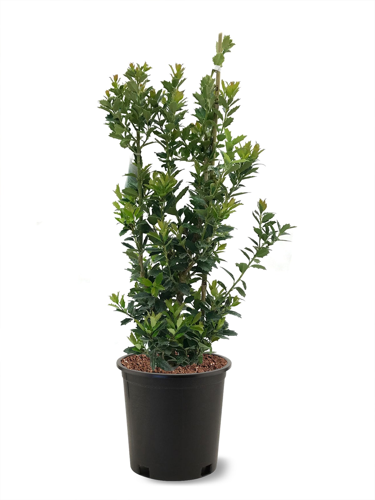 Southern Planters HOLOAK03G 3 -Gallon Green Screening Oak Leaf#8482 Holly In pot (with soil)