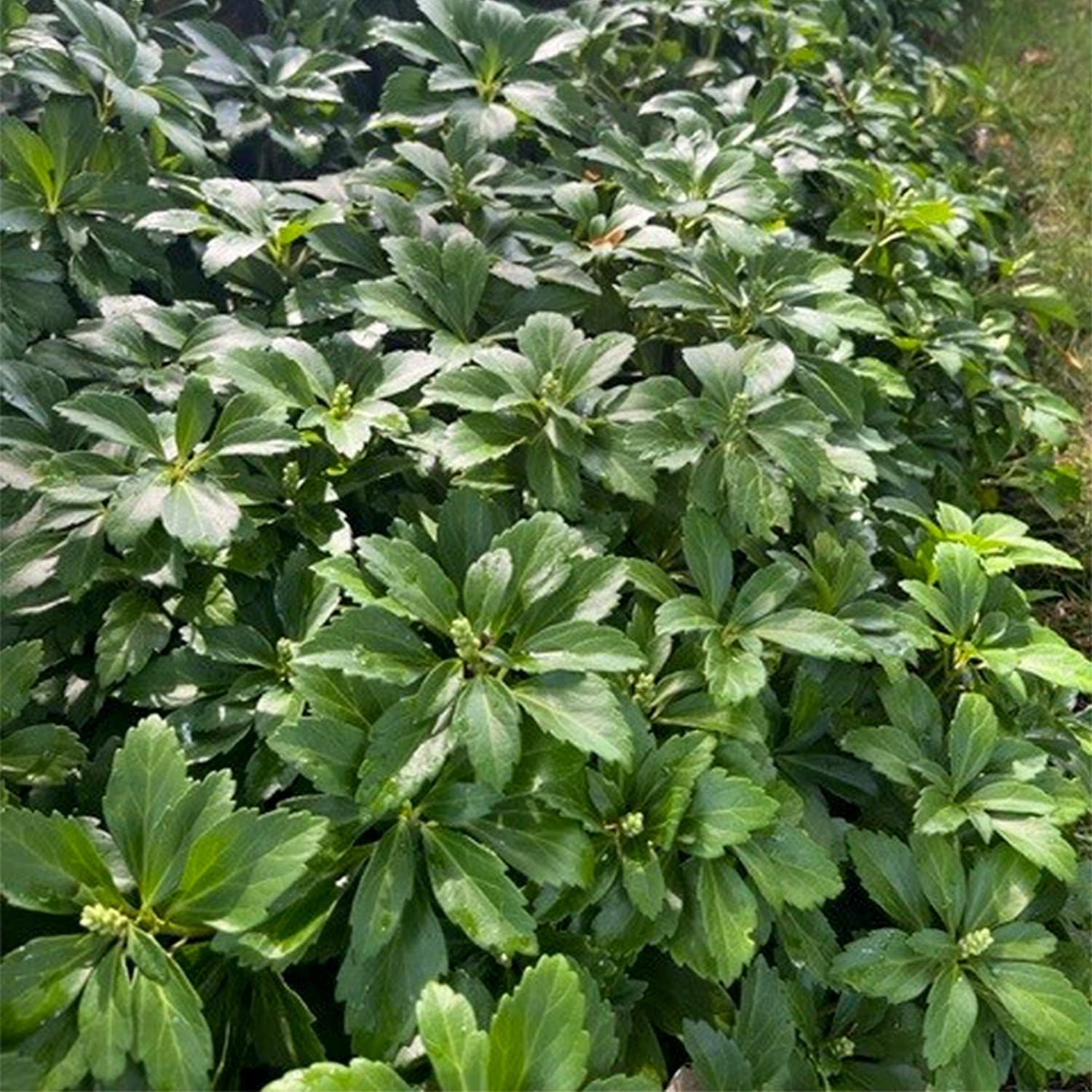 Breck's 90606 perennials - View #2
