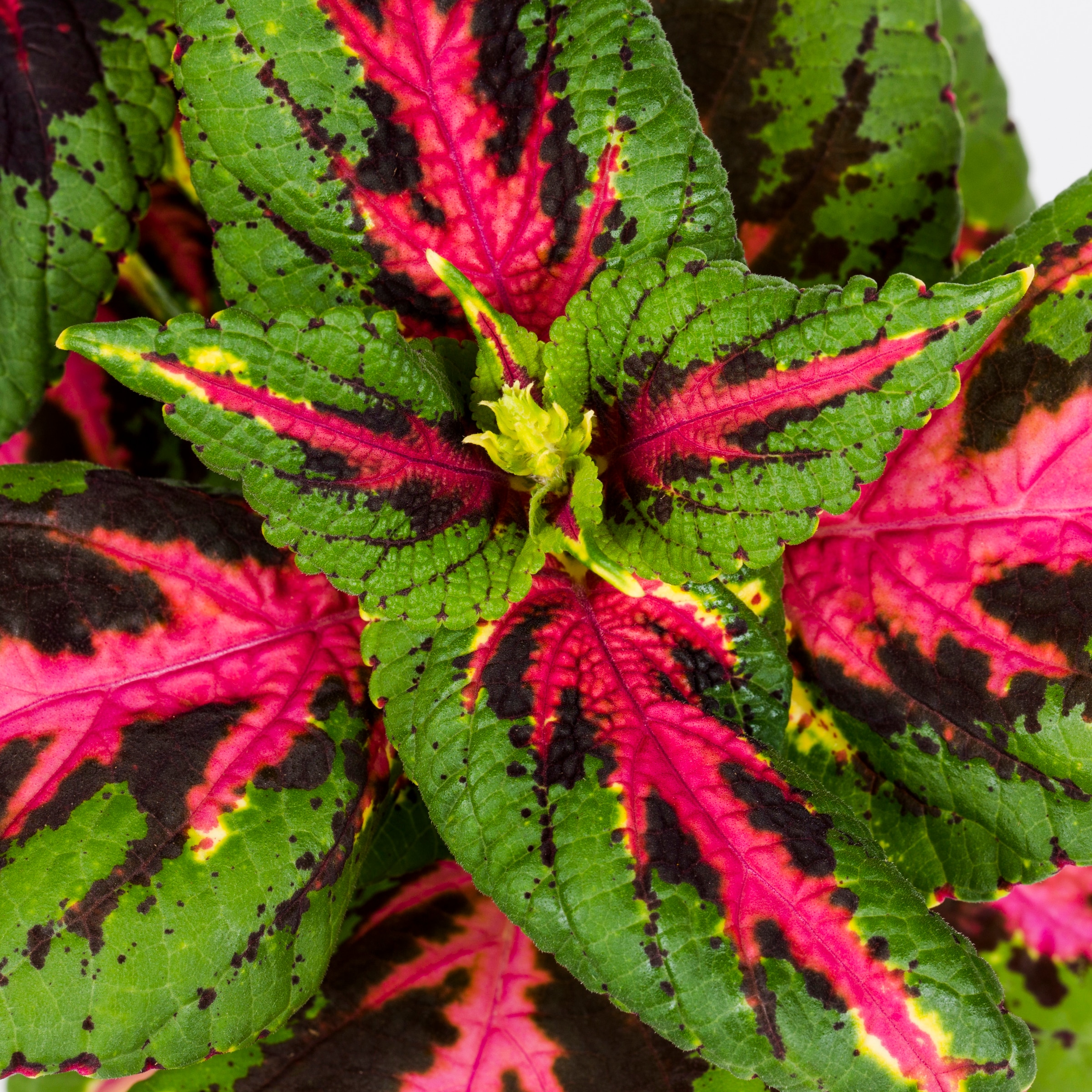 Lowe's NURSERY annuals - View #4