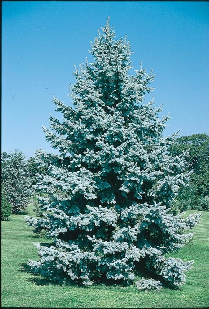 7 15 Gallon Feature Tree Colorado Blue Spruce In Pot With Soil In The   00991930 