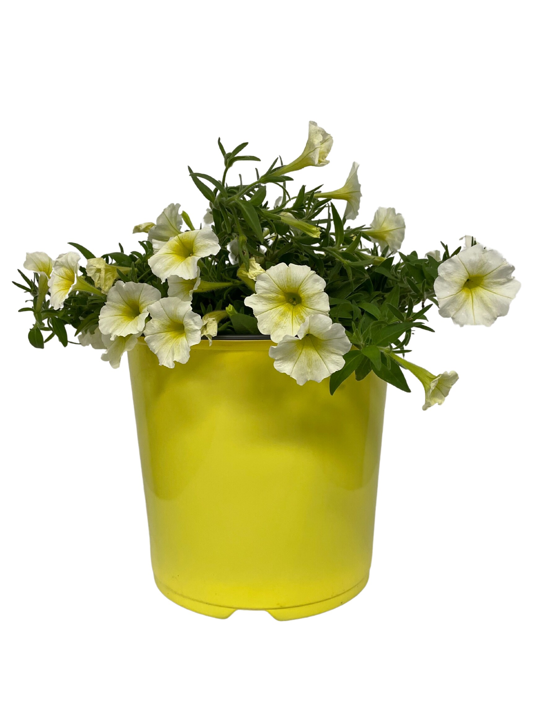  ANN2G Multicolor Assorted Annuals in 1 Gallon(s) Pot 3 -Pack