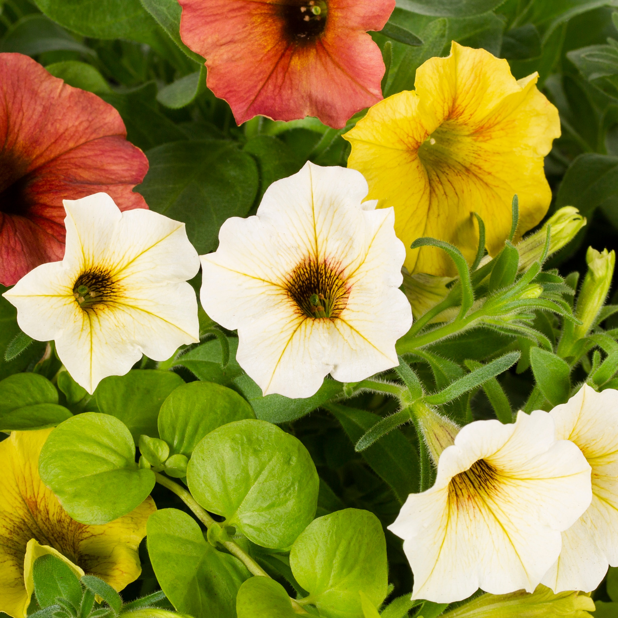 Lowe's 212713 annuals - View #4