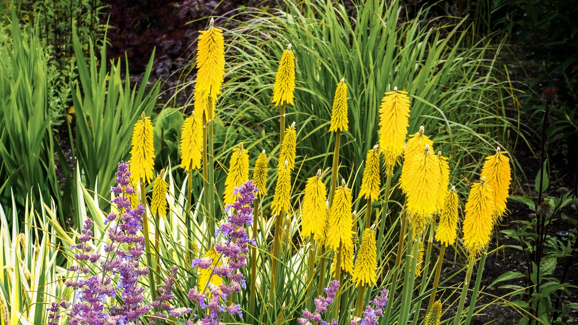 National Plant Network LW1567 perennials - View #4
