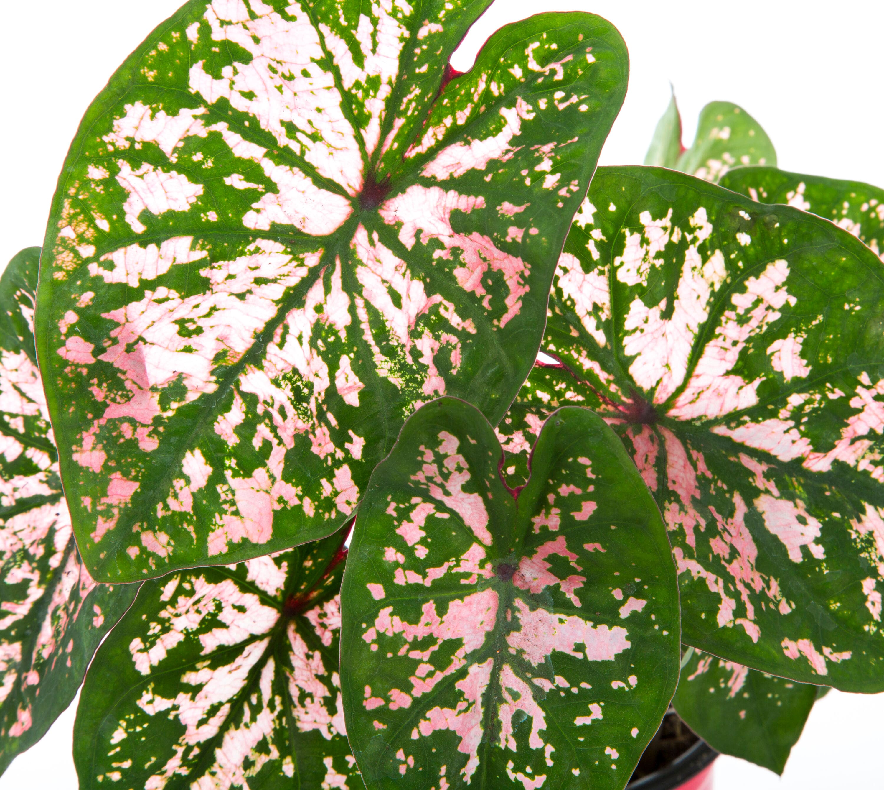 Metrolina Greenhouses 78925 annuals - View #2