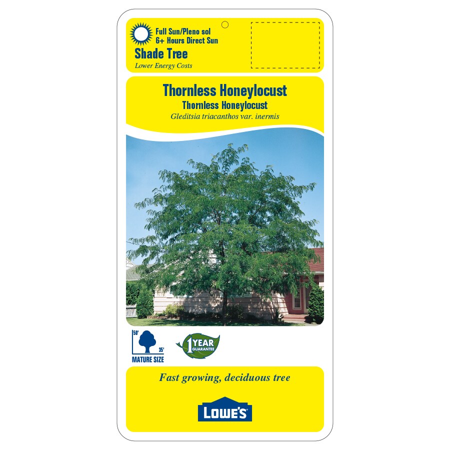 6-gallon Green Shade Tree Thornless Honeylocust In Pot (with Soil) In 