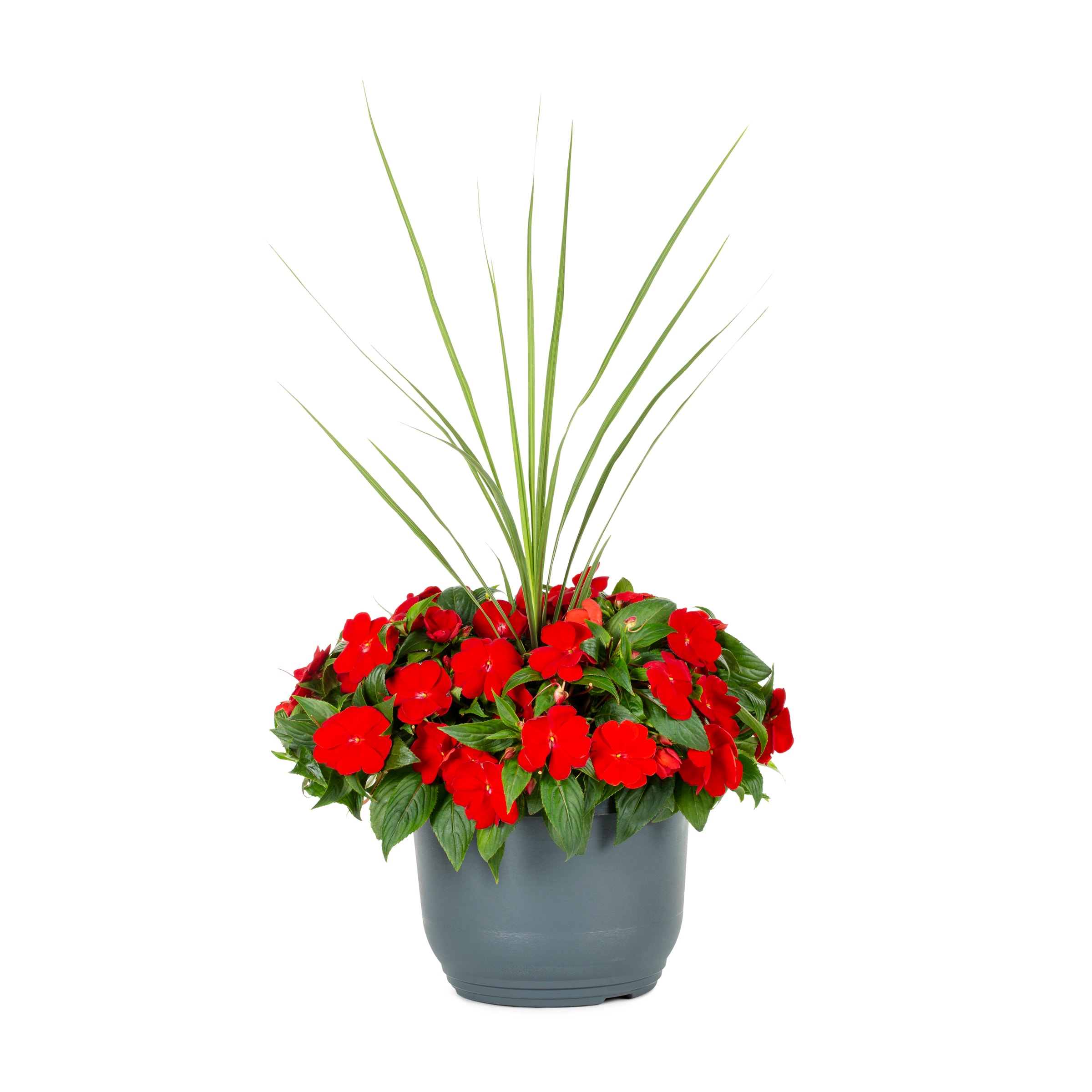 Lowe's 53038 annuals - View #5