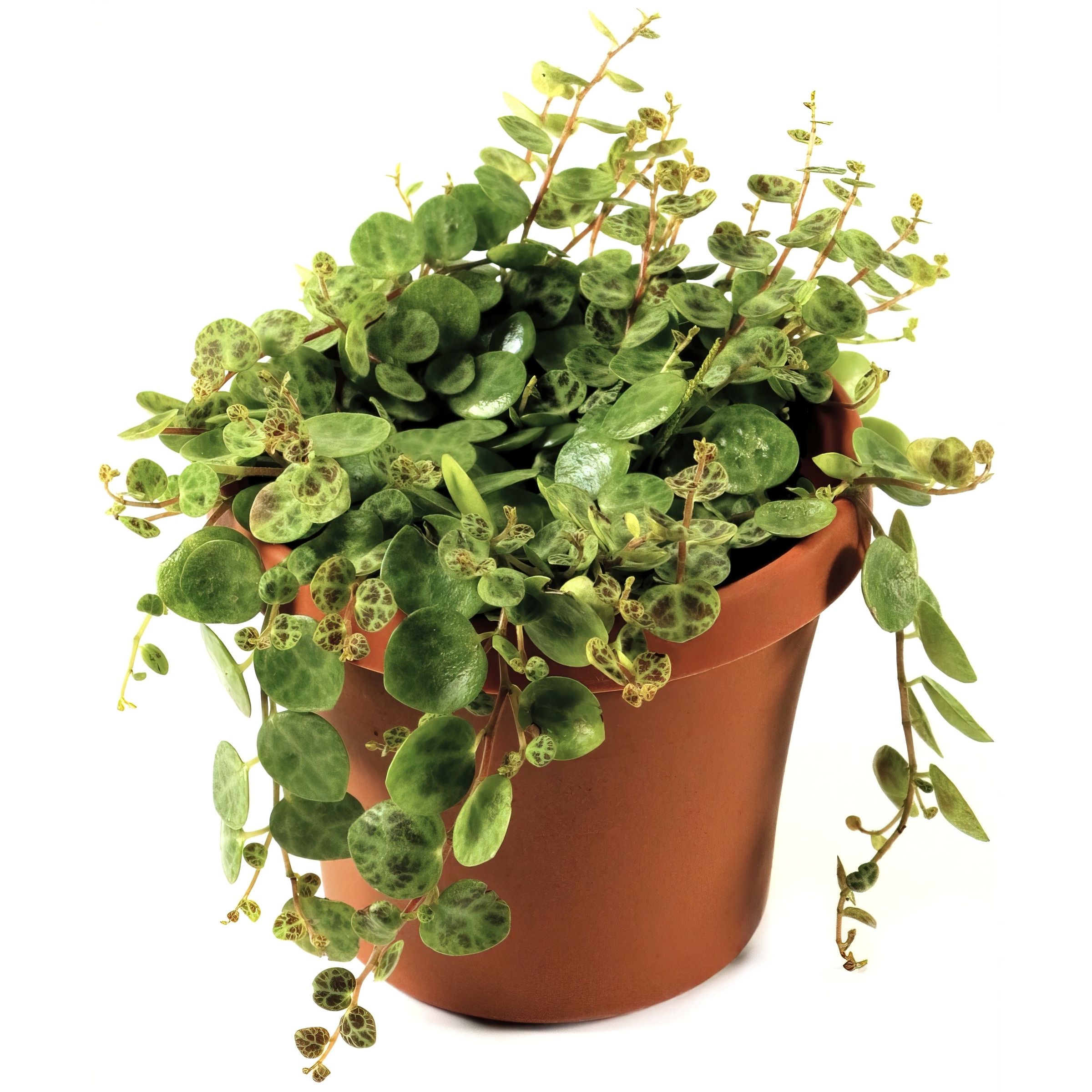 National Plant Network LW1503 Yellow String of Pickles House plant in 4 Inch(es) Pot 1.0 -Pack