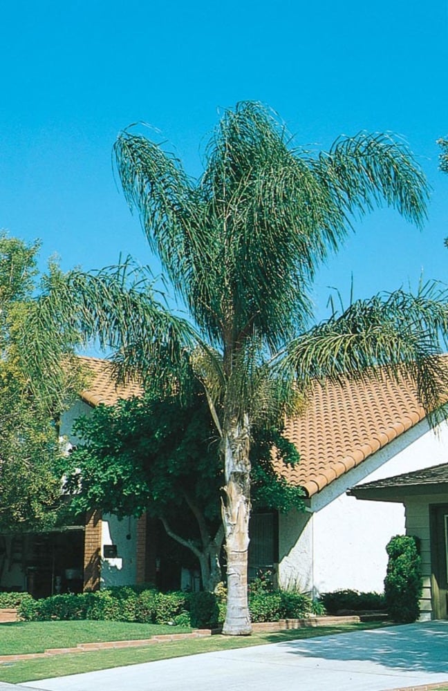 Queen Palm Trees For Sale Online