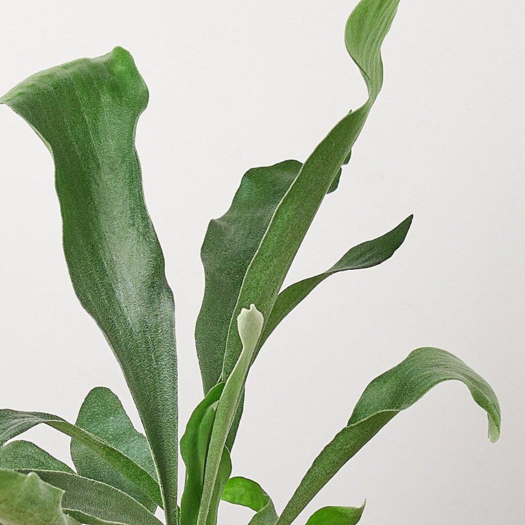 House Plant Shop 6-FERN-STAGHORN hseplants - View #3