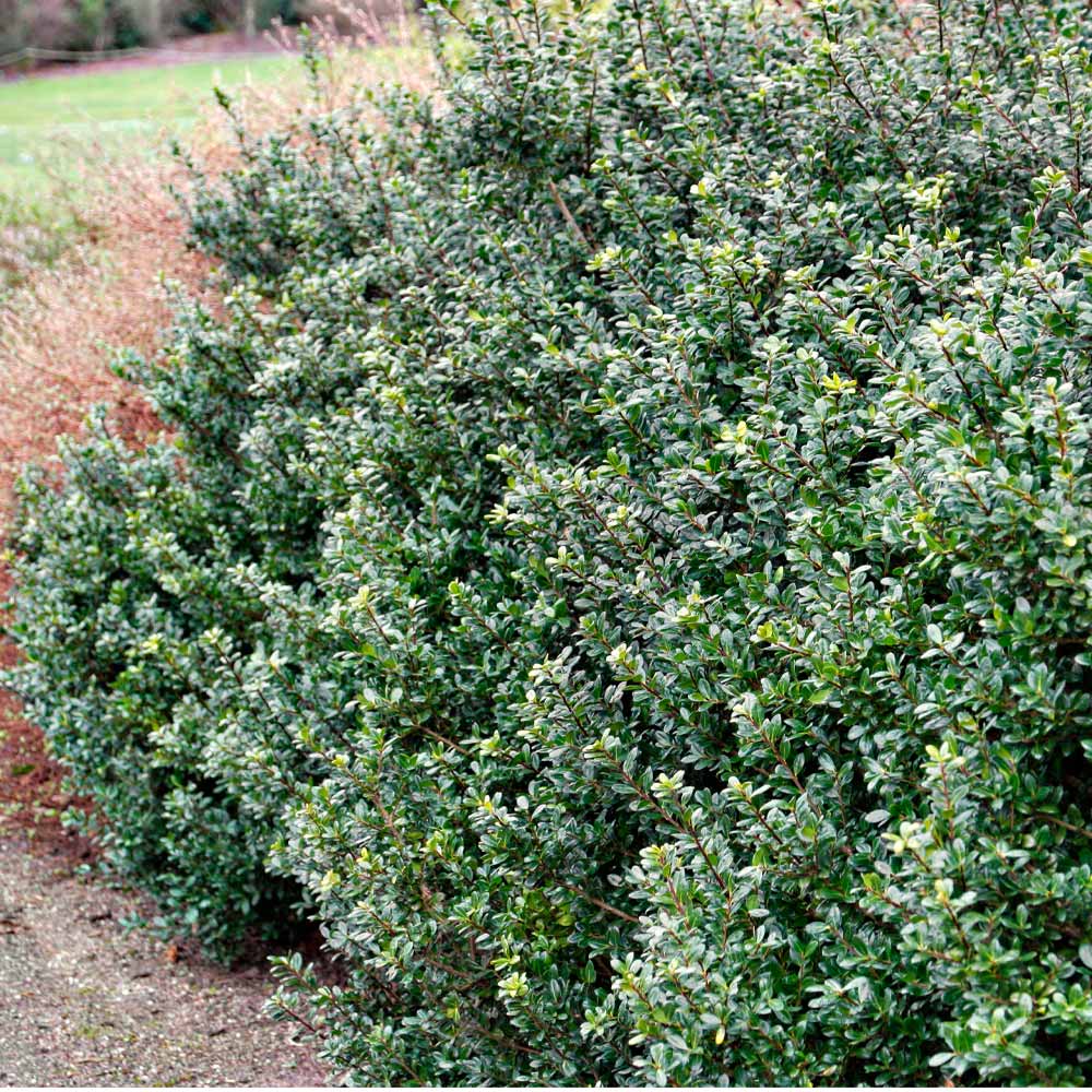 Brighter Blooms 15354 shrubs - View #2