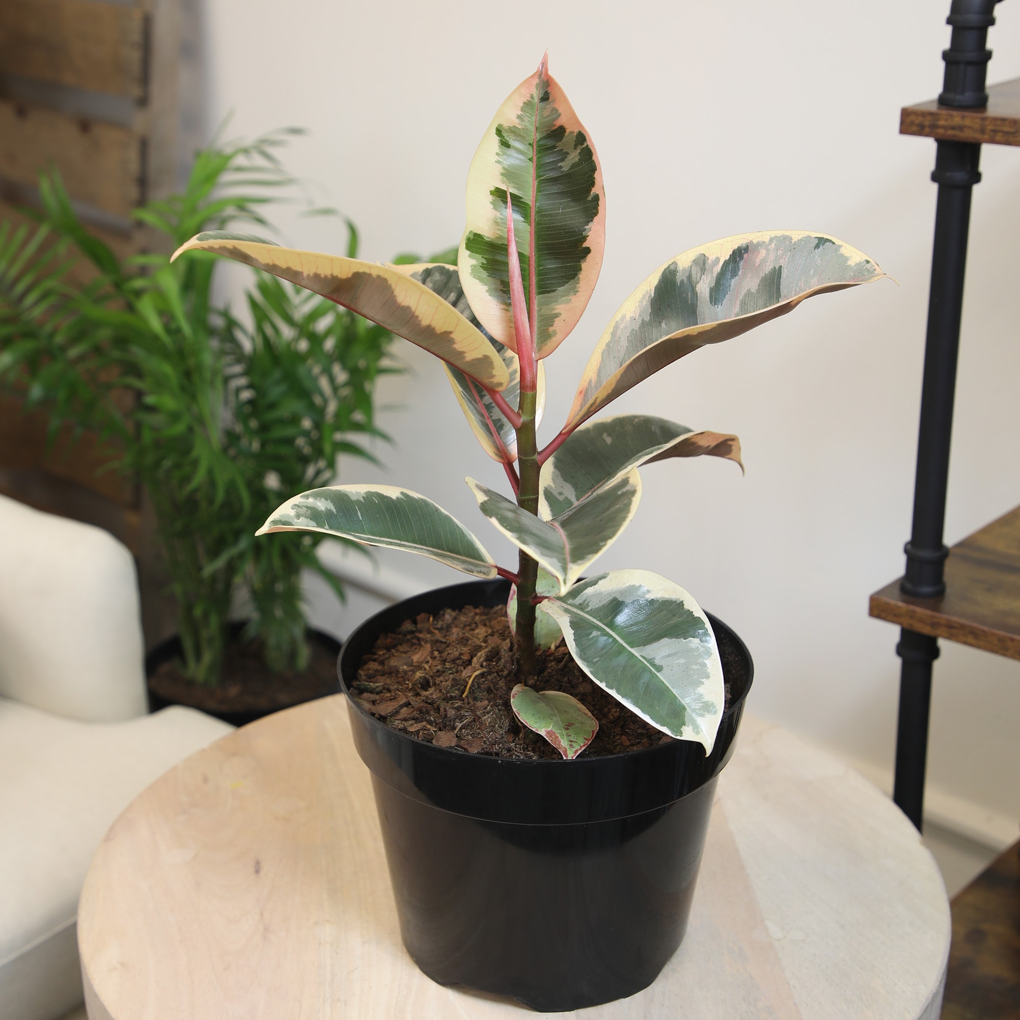Altman Plants 0873102 hseplants - View #4