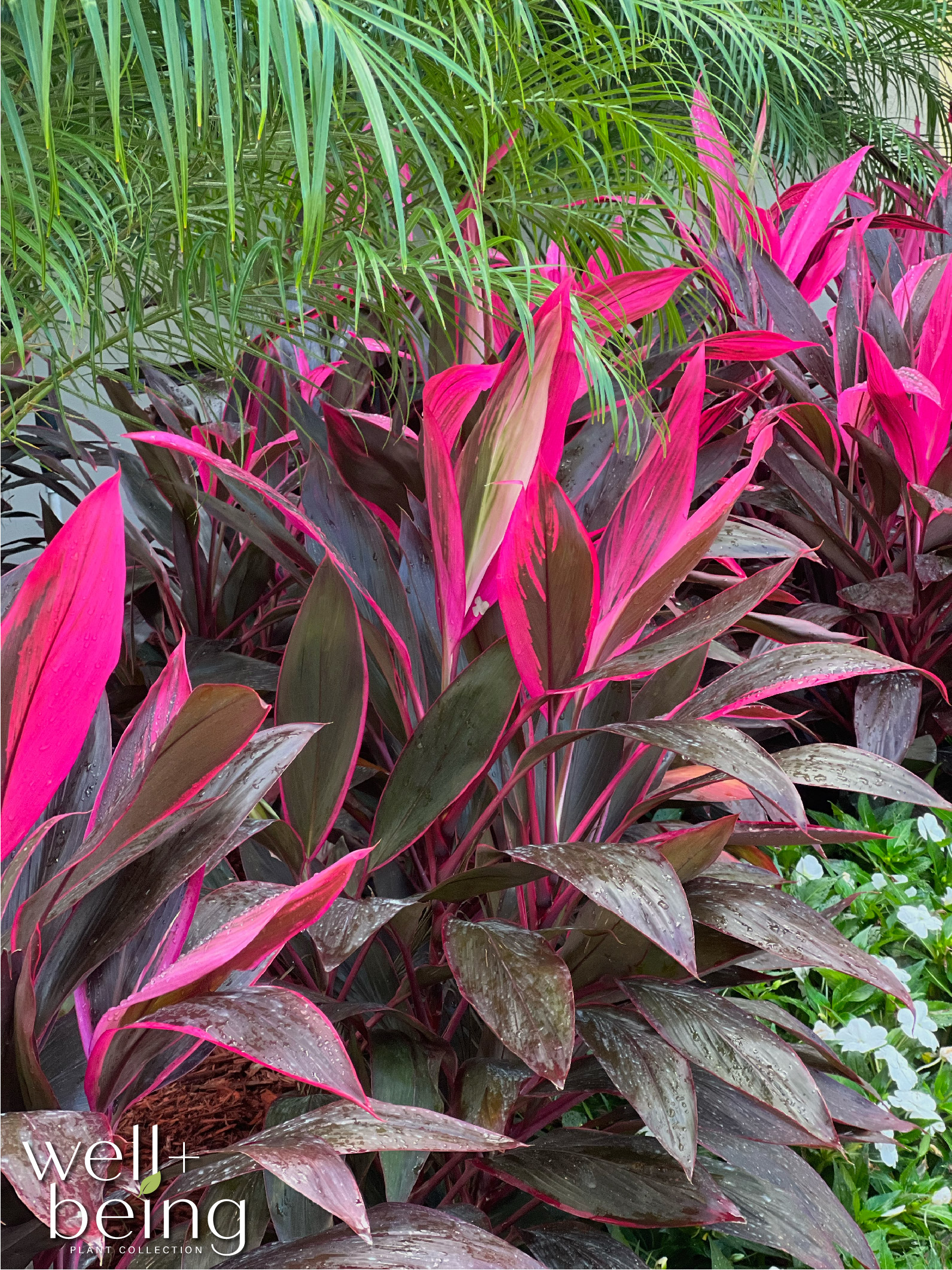  3784 perennials - View #3