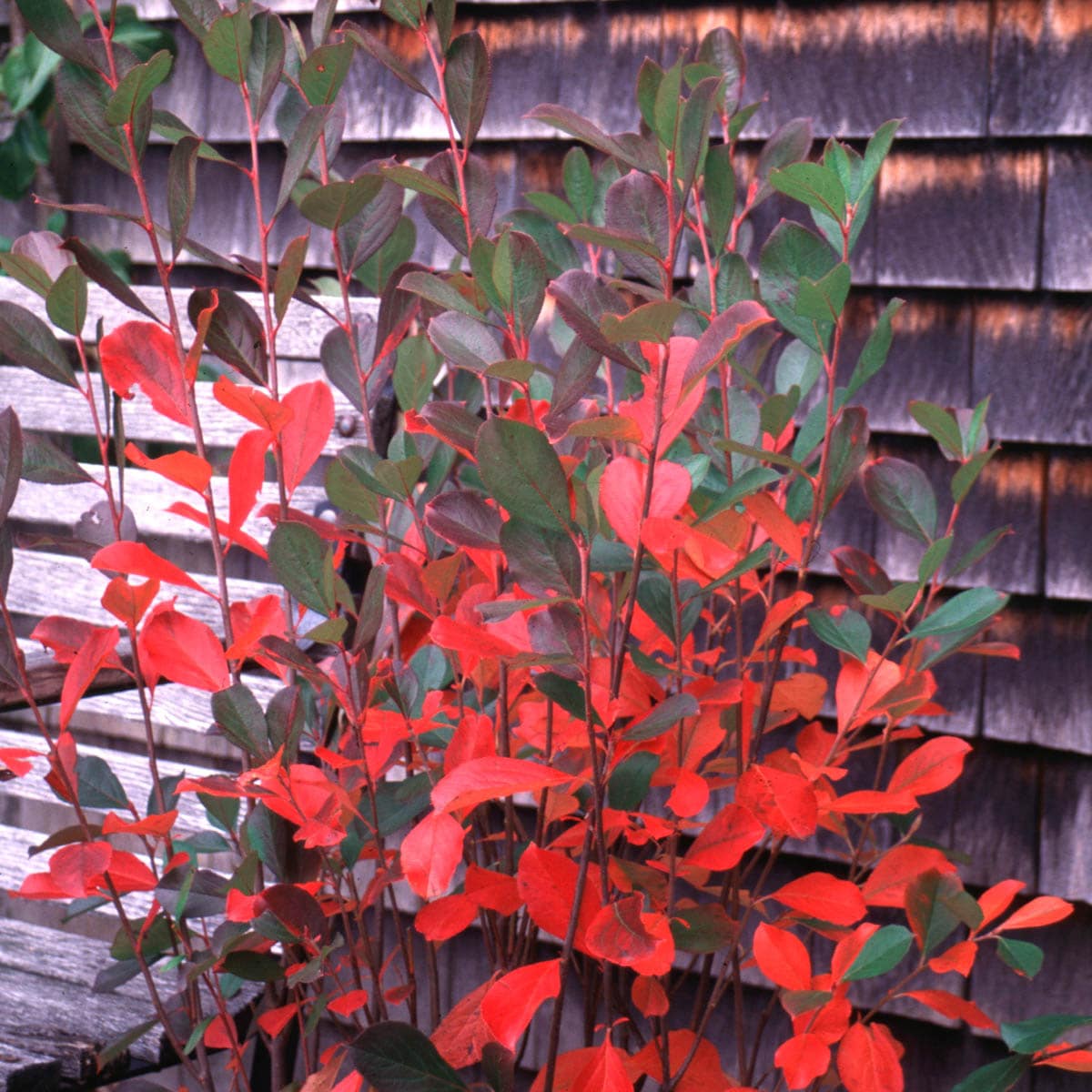 Gurney's Seed and Nursery 87610 shrubs - View #2