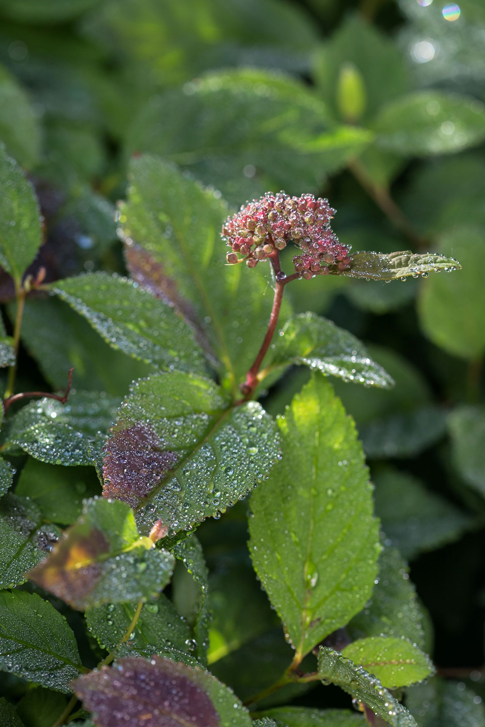 First Editions O85172F shrubs - View #3