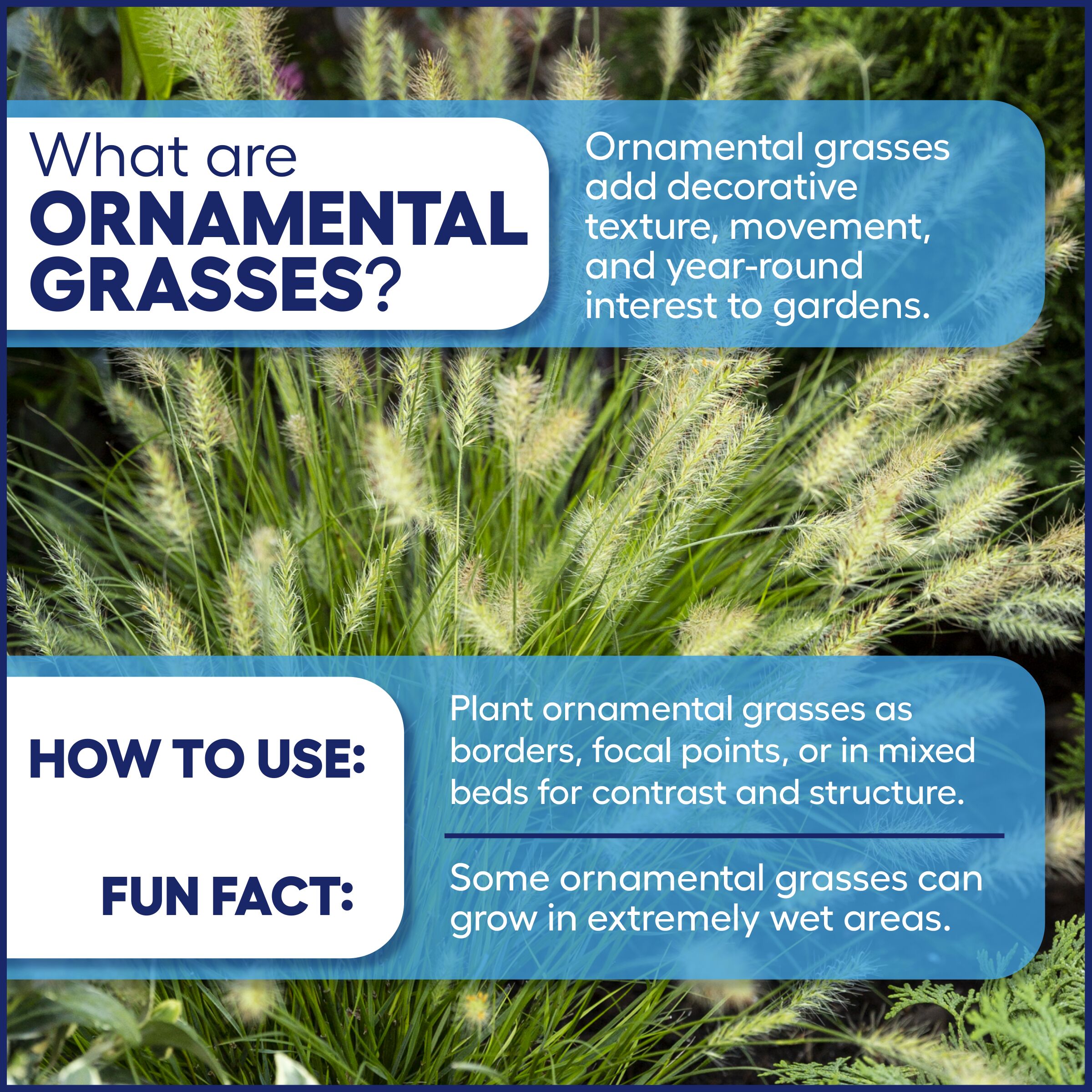 Lowe's NURSERY Ornamental-Grasses - View #3