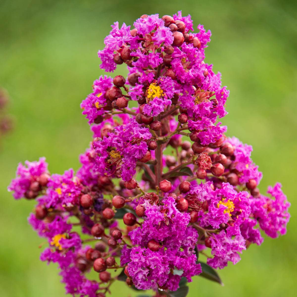 Spring Hill Nurseries 75437 Northern Belle Hardy Crape Myrtle Magenta/Red Flowering Shrub in 1 -Pack Bare root 1.0 -Pack