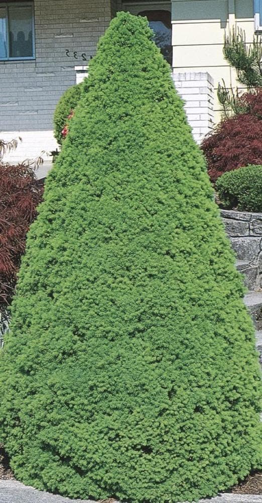 Dwarf Alberta Spruce Spring To Summer Plants, Bulbs & Seeds At Lowes.com