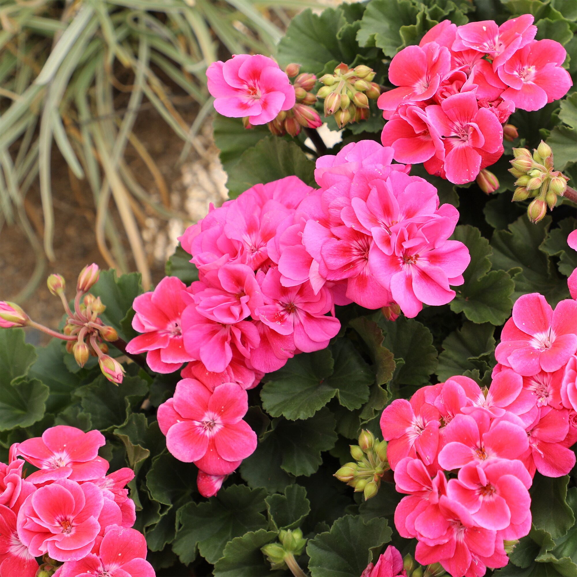 Altman Plants 0872842 perennials - View #4