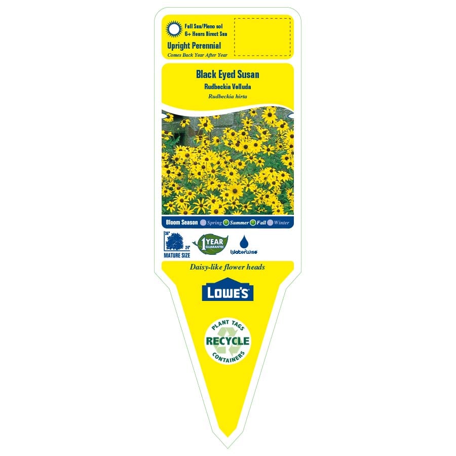 Lowe's 2.88RUDBHARBAS perennials - View #2