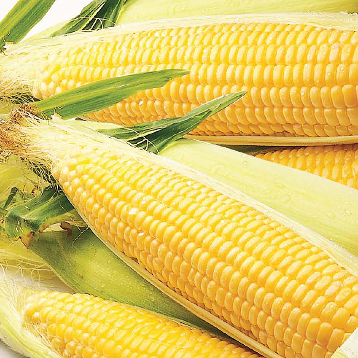 Ferry-Morse LC25.4036 Vegetable-Herb-Seeds - View #3