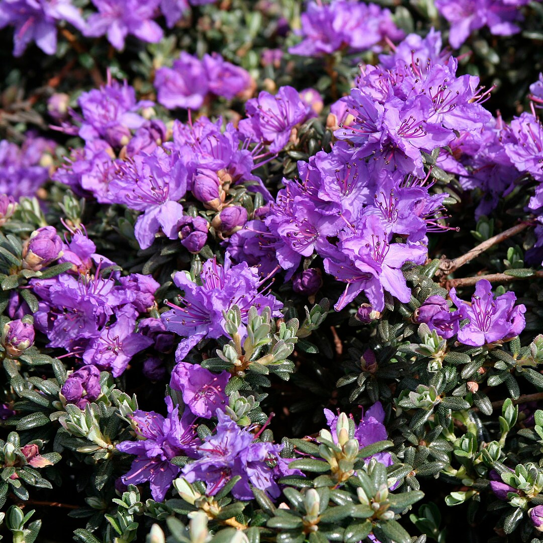  O728502 shrubs - View #2