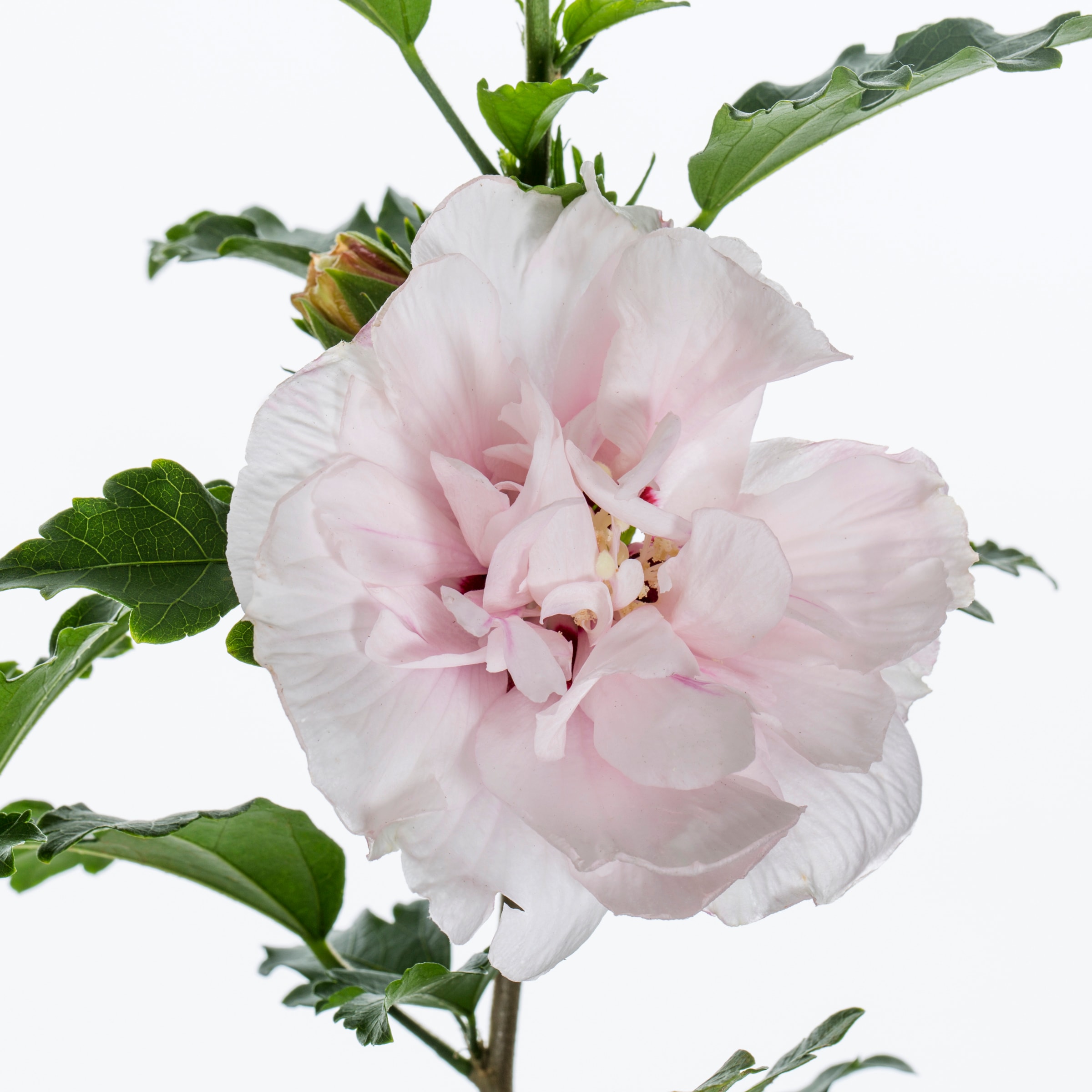 Lowe's Rose Of Sharon Althea Shrub in 1.5-Gallon NURSERY at Lowes.com