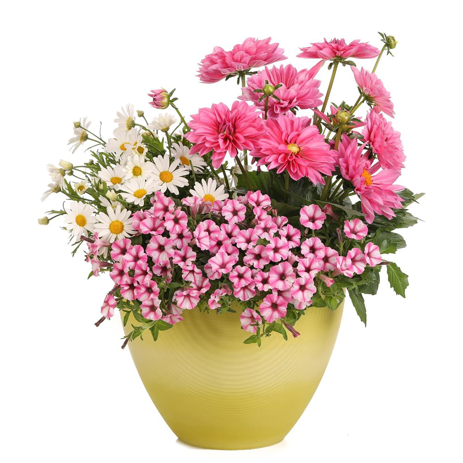 Proven Winners ARGPRW1097504 annuals - View #5