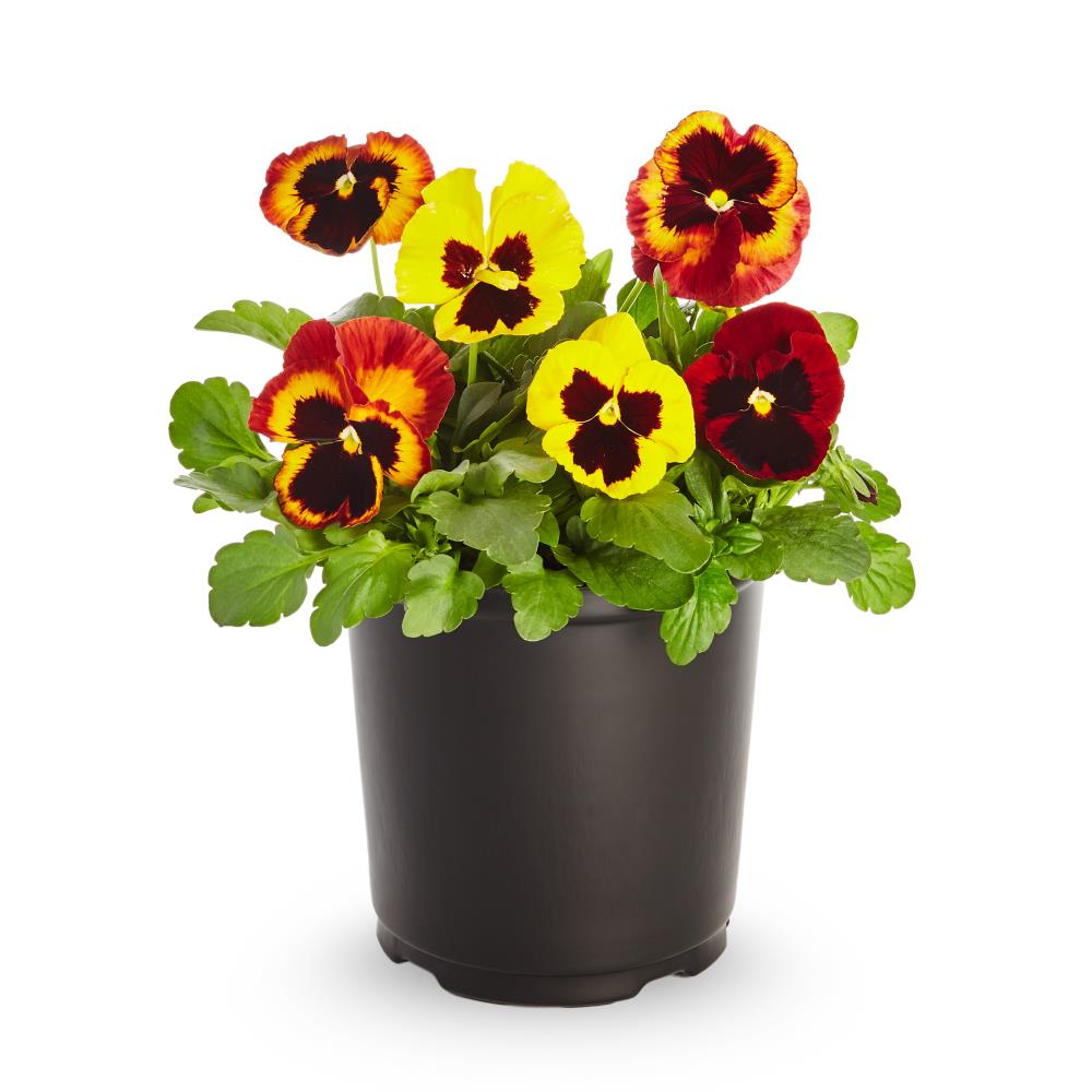 Lowe's 2.5-Quart Multicolor Pansy in Pot in the Annuals department at ...