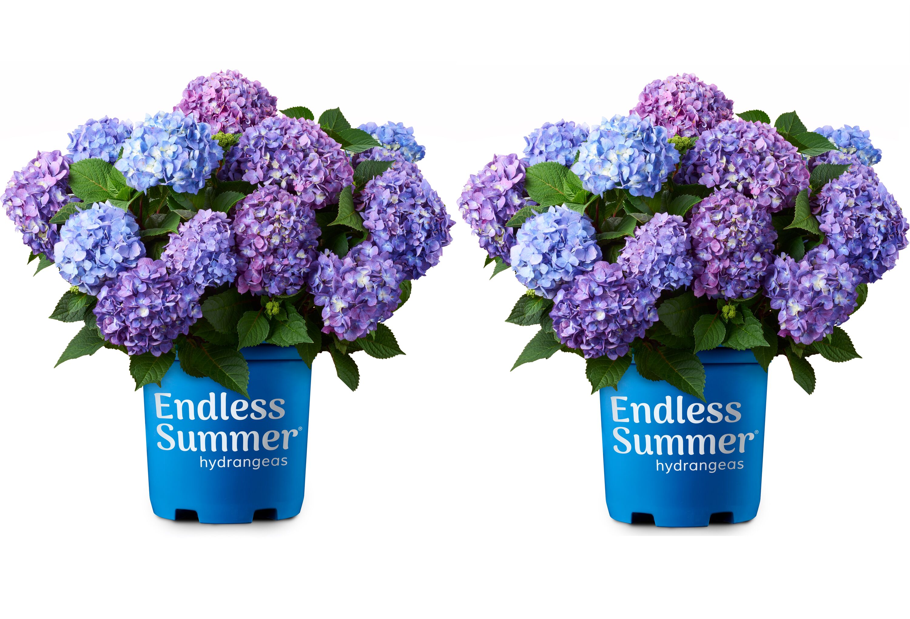 Endless Summer 26351-2 Purple Bloomstruck Hydrangea Flowering Shrub in 1 -Gallon Pot 2.0 -Pack