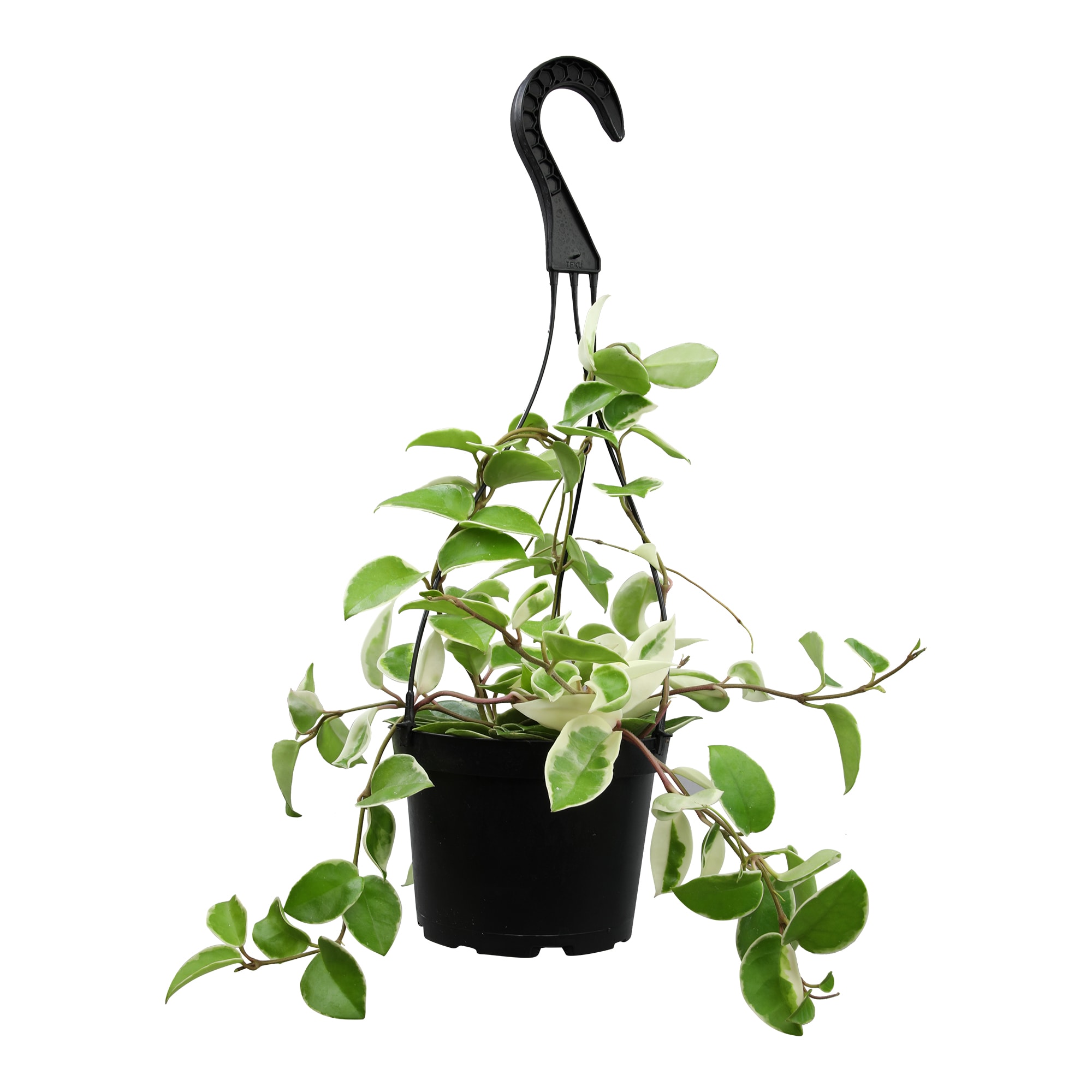Altman Plants 0881594 hseplants - View #7