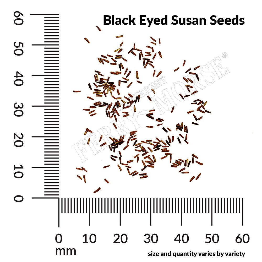 Ferry-Morse LC25.4000 seeds - View #4