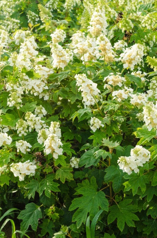 Spring Hill Nurseries 86943 shrubs - View #4
