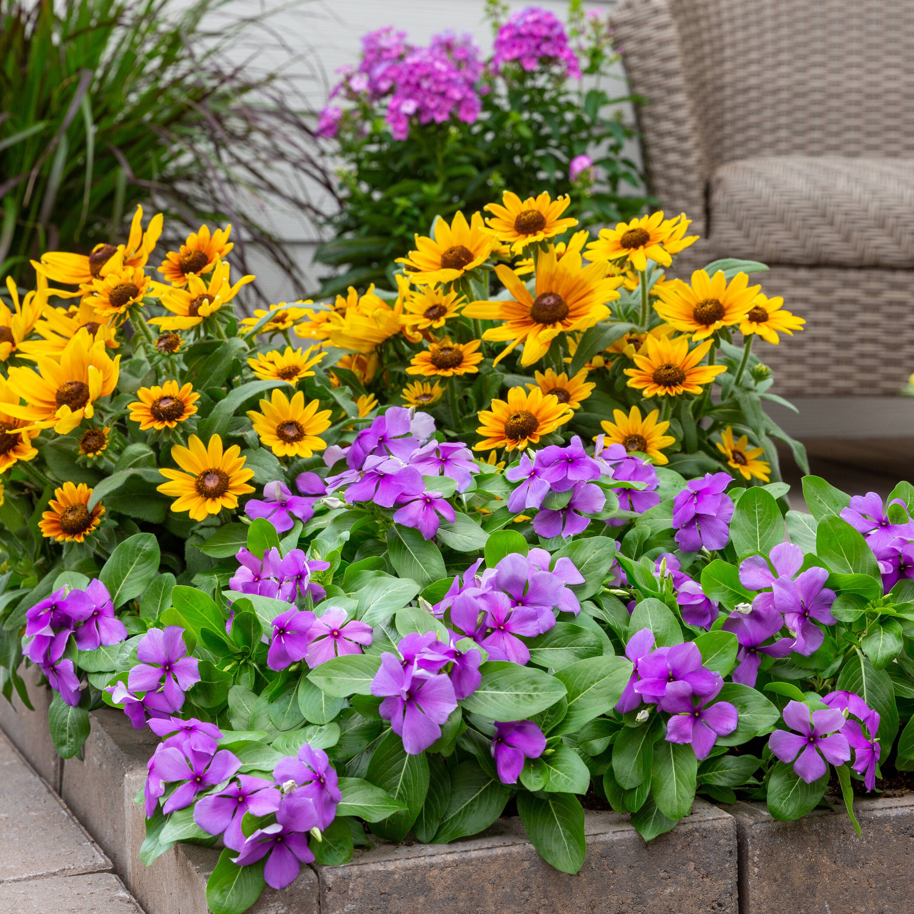 Metrolina Greenhouses 5033 annuals - View #3
