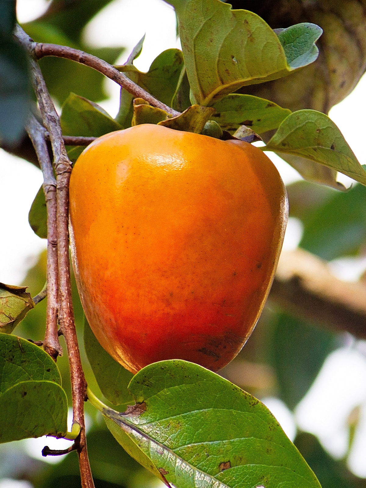 Southern Planters Giombo Persimmon Tree #5 Pot - Large Astringent Fruit -  Autumn Ripening - Zone 7 - Spring Blooming - Gallon Size in the Fruit  Plants department at