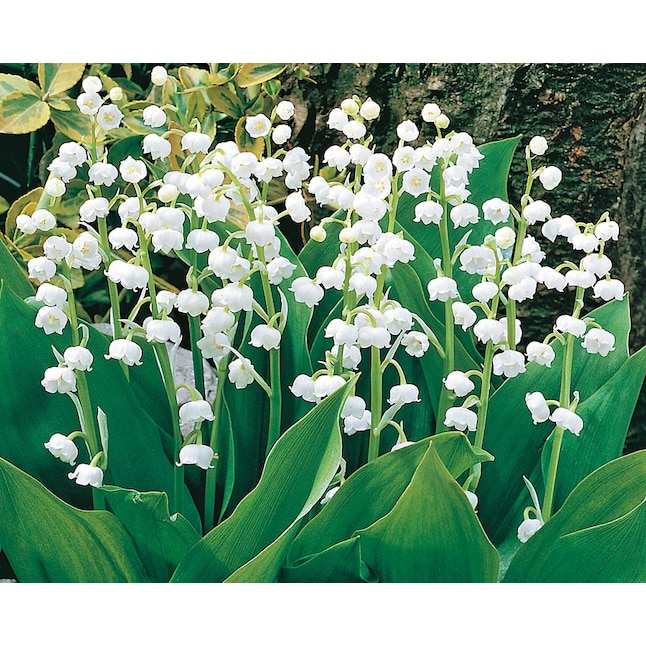 Lowe's White Lily Of The Valley Bulbs (L8114) Bagged 8-Count in