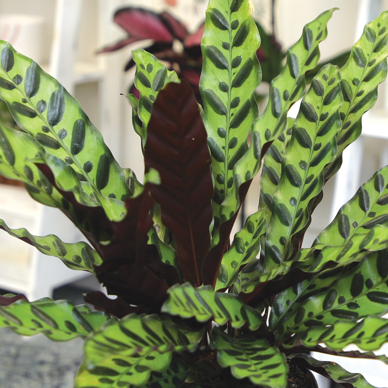 Altman Plants 0881600 hseplants - View #4