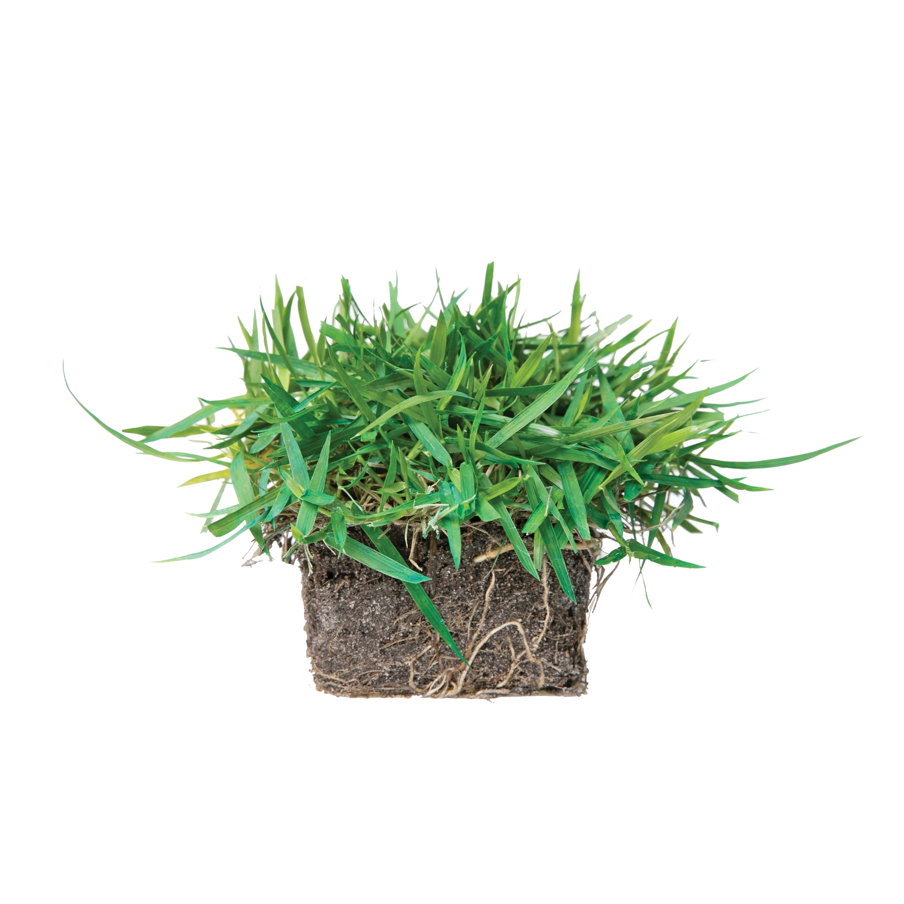Bethel Farms BAUGT8ZOY32NP sod - View #7
