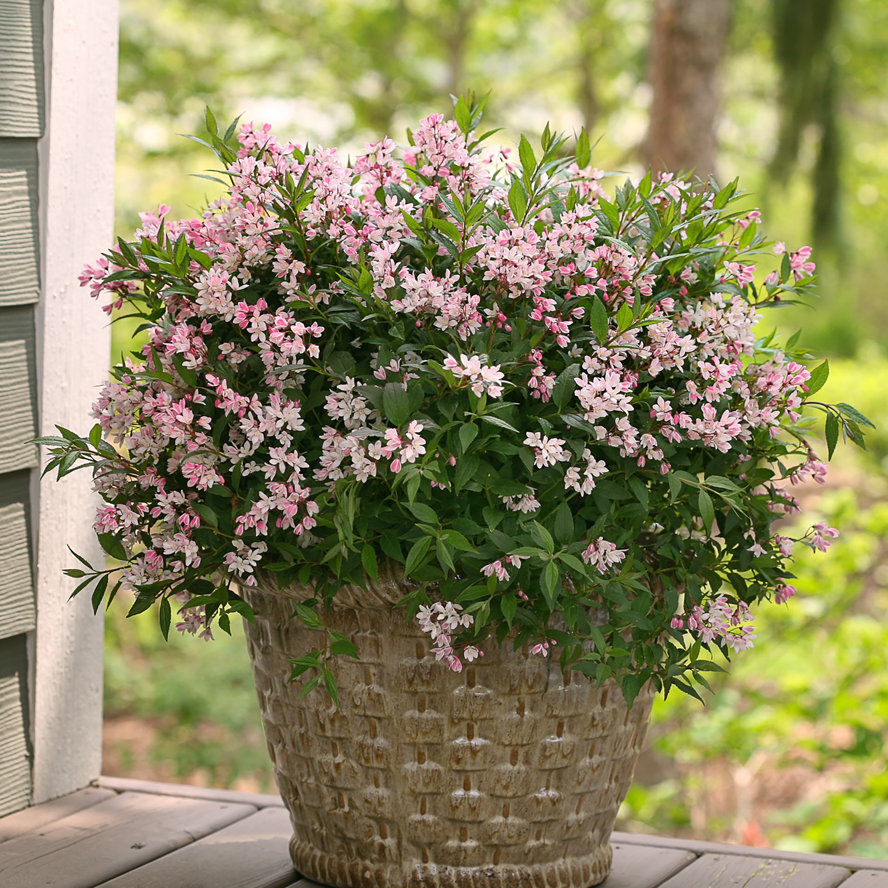 Proven Winners DEUPRC1046101 shrubs - View #3
