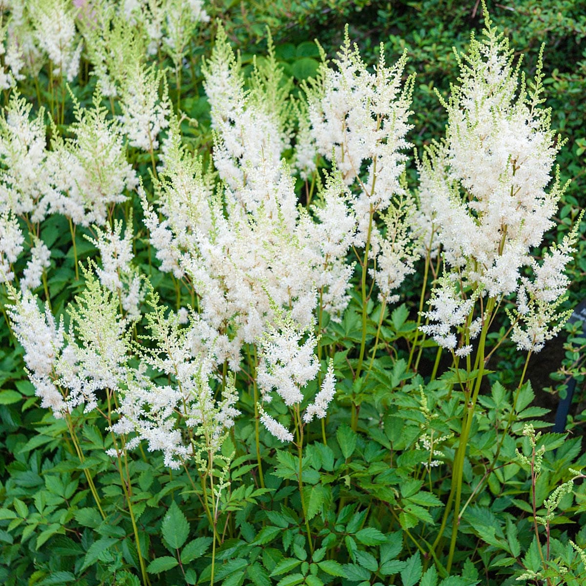 Breck's 90289 White Flowering Diamond Astilbe Dormant Perennial Plant in 1 -Pack Bareroot 10 -Pack