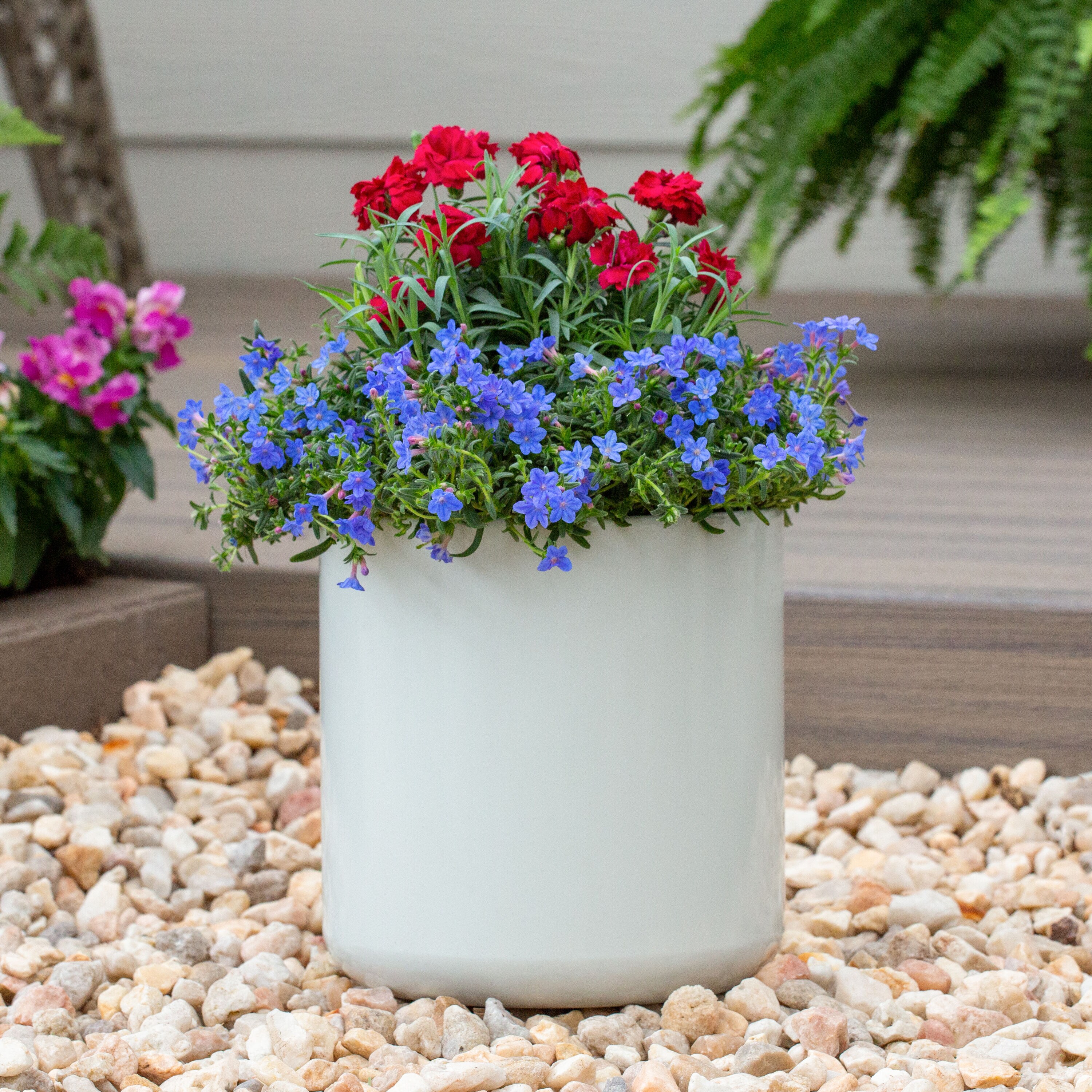 Monrovia 78502 perennials - View #4