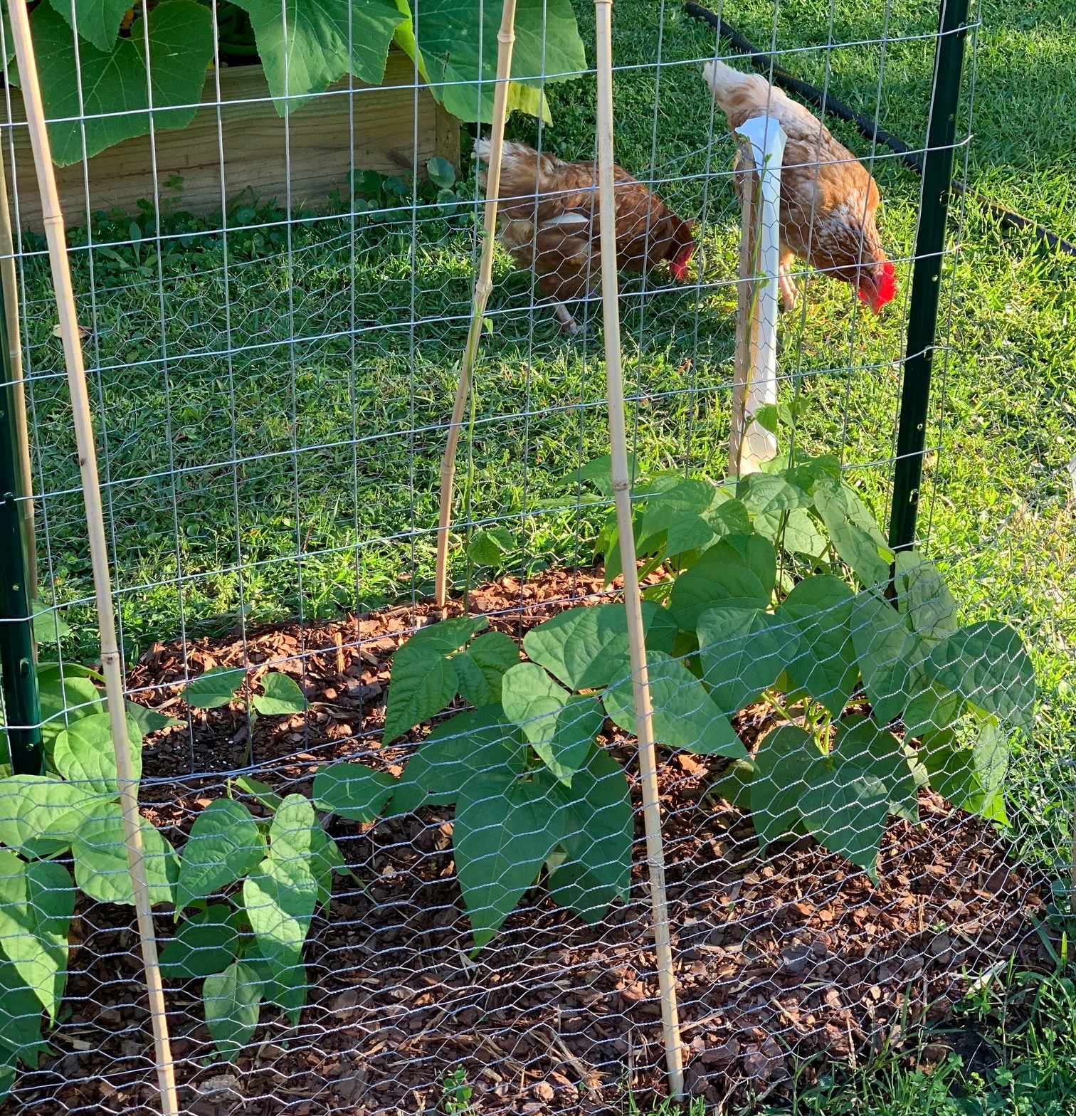 Plastic Chicken Wire Fence Mesh For Home Garden Courtyard 40x300cm