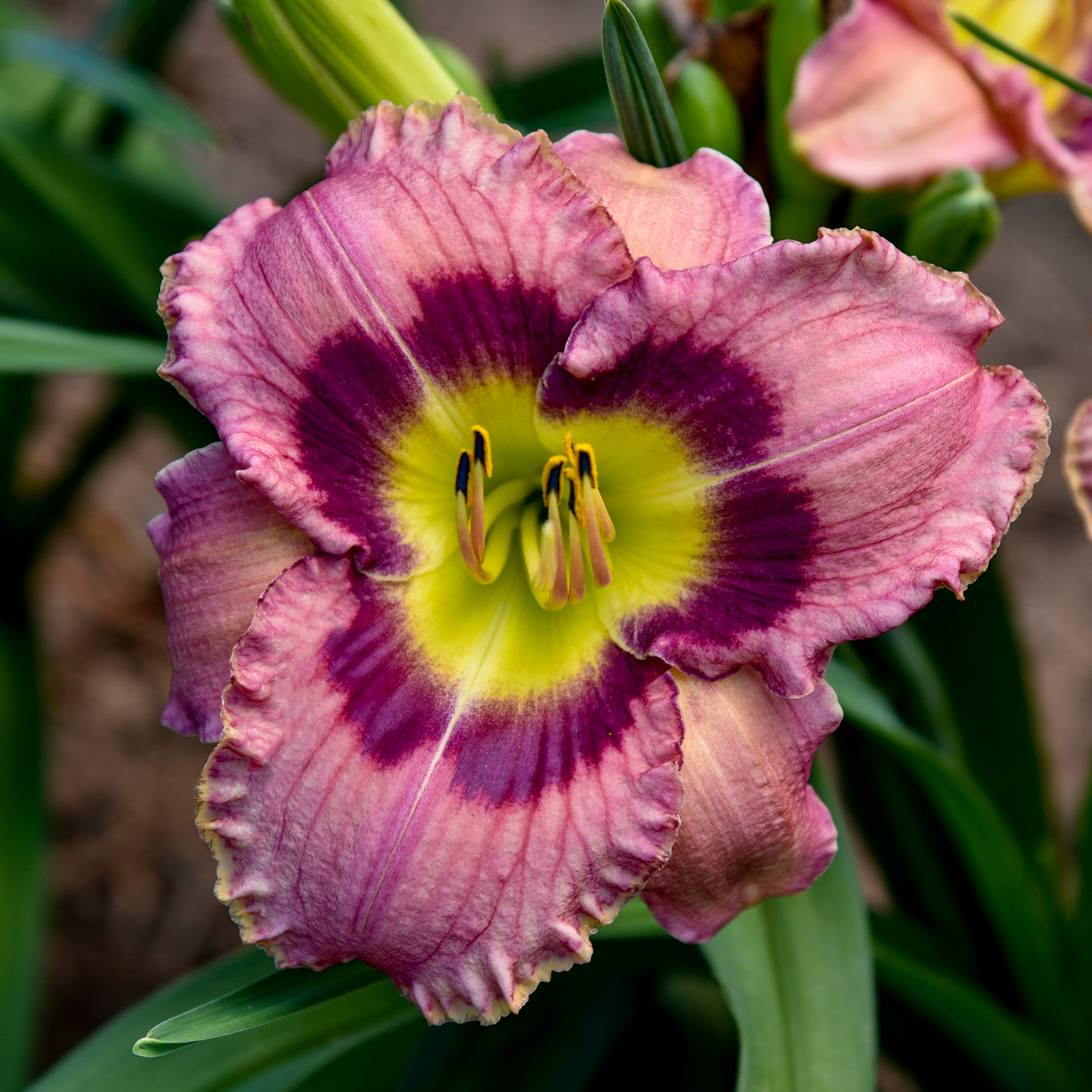 Monrovia NURSERY Multicolor Always Afternoon Daylily Plant in 2.50 -Quart Pot 1.0 -Pack