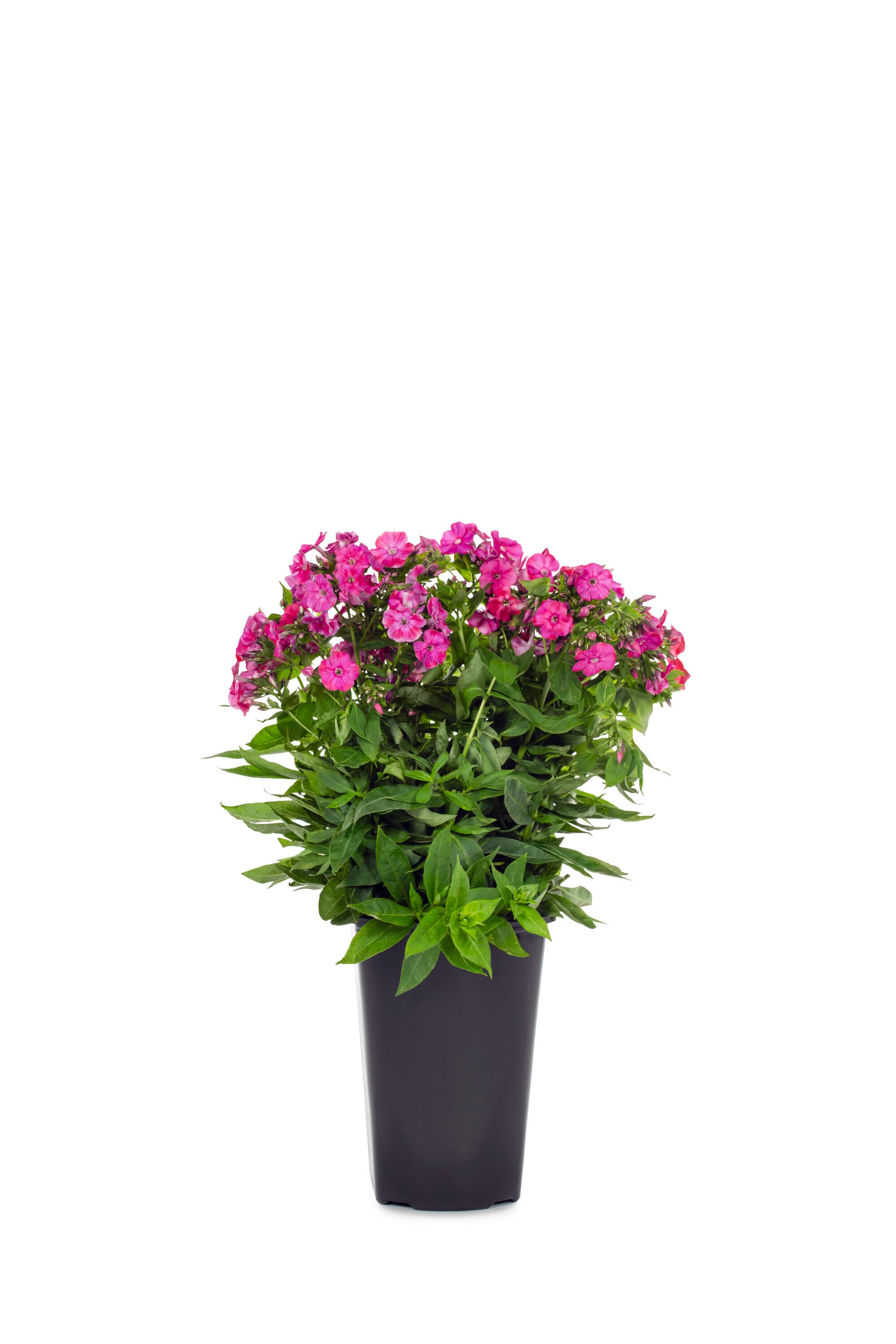 Lowe's 5751501 Multicolor Garden phlox Plant in 2.5 -Quart Pot 1 -Pack