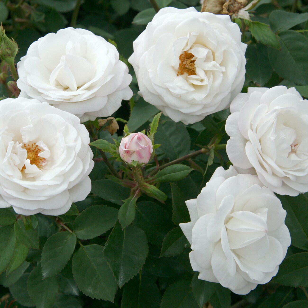 Van Zyverden 84603 roses - View #2