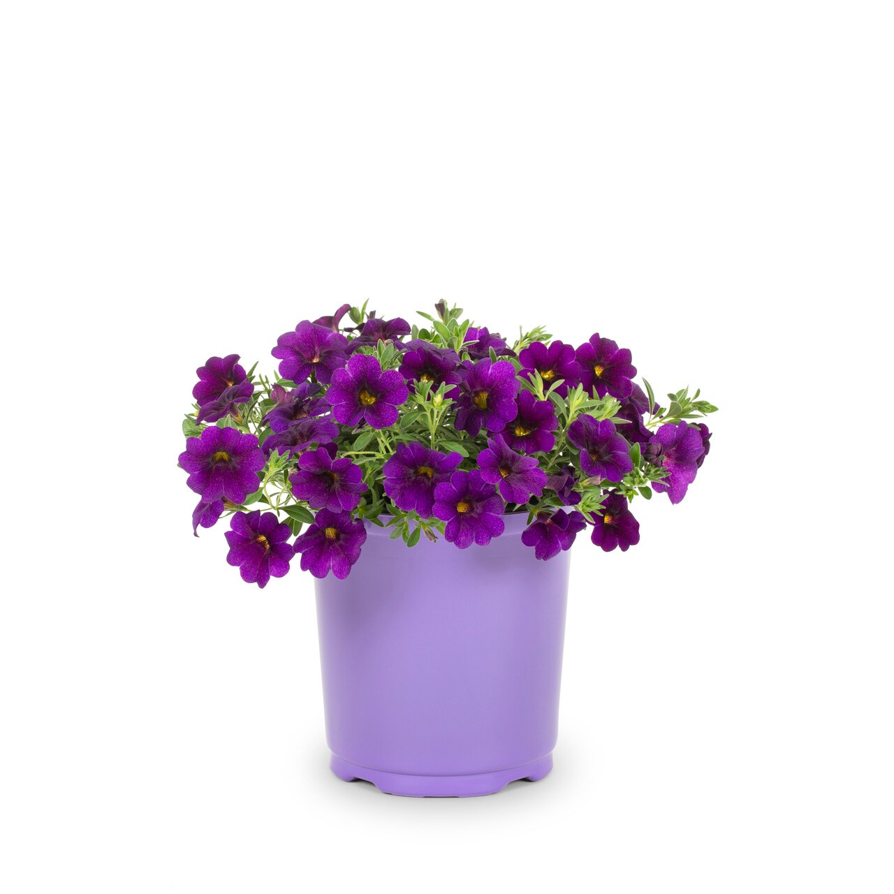 Metrolina Greenhouses Purple Calibrachoa in 2-Quart Pot 3-Pack in the ...