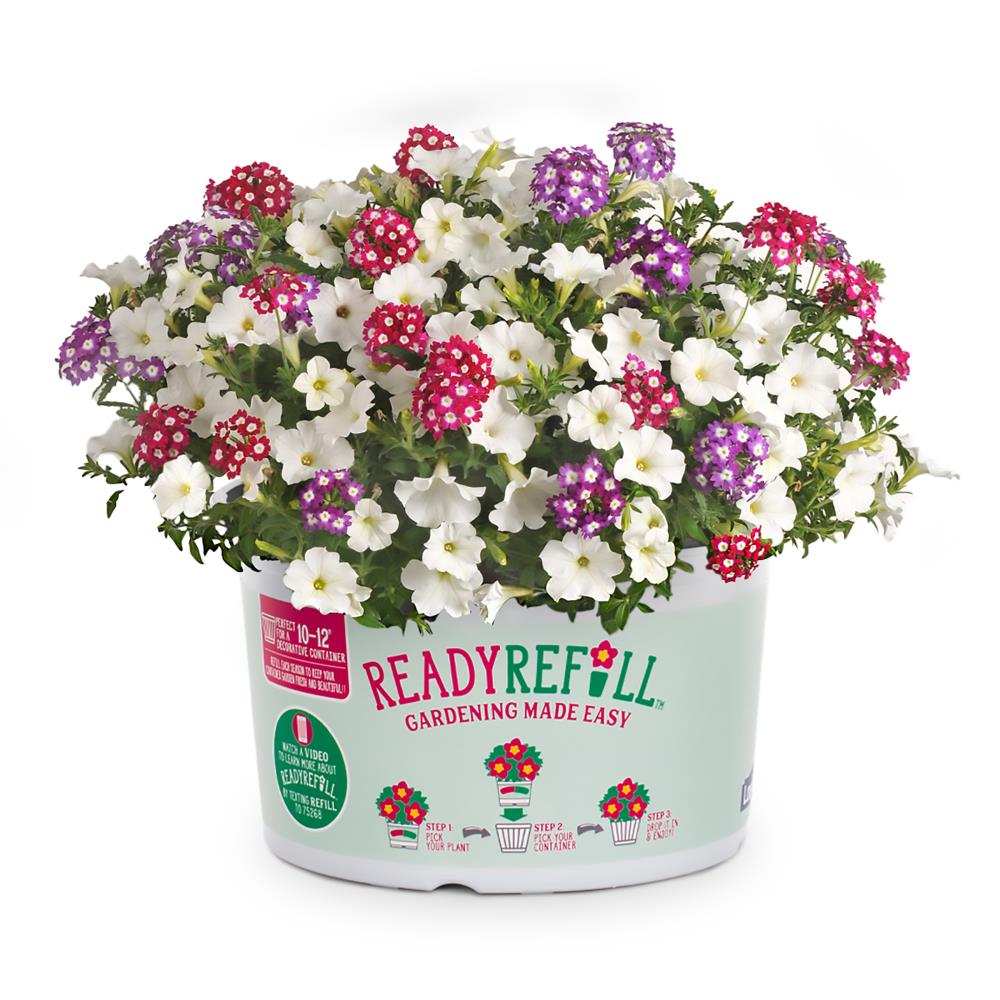 Ready Refill NURSERY Multicolor Mixed Annuals Combinations Pot