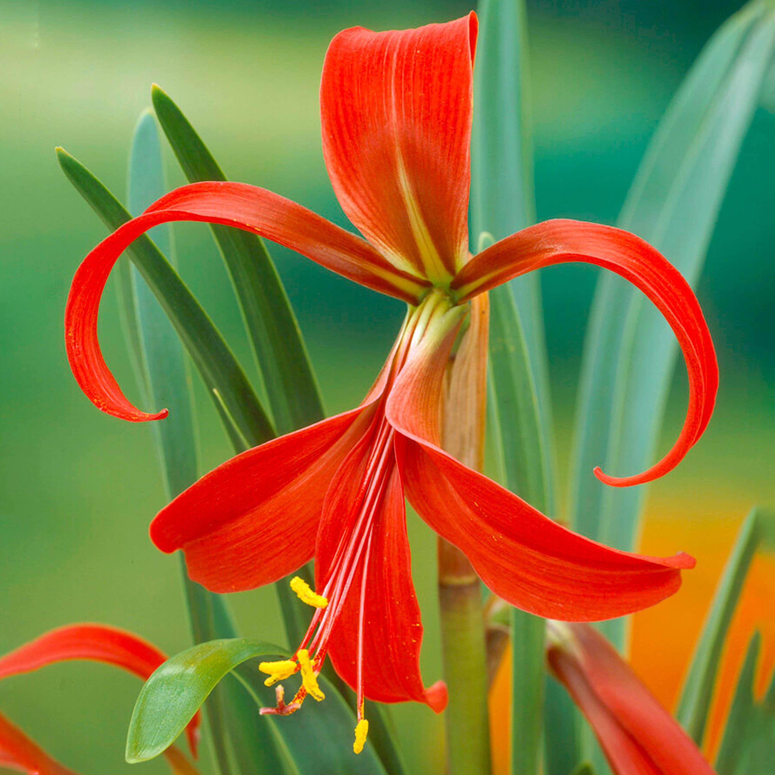 Garden State Bulb ECS-65-05-01 Red Aztec Lily Sprekelia Formosissima Bulbs 5 Count