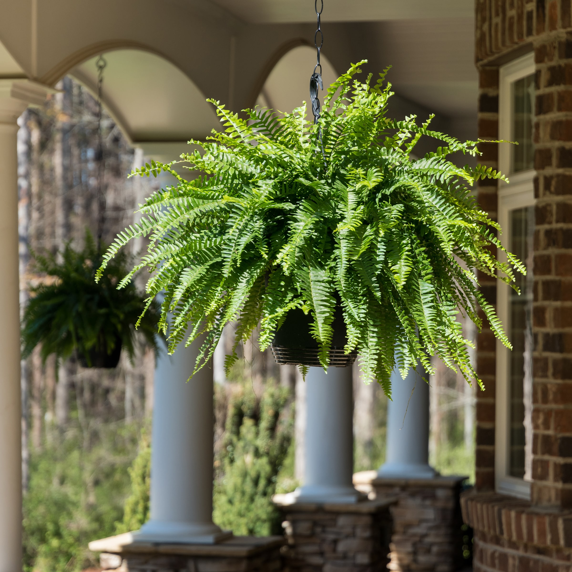 Lowe's 93415 annuals - View #4
