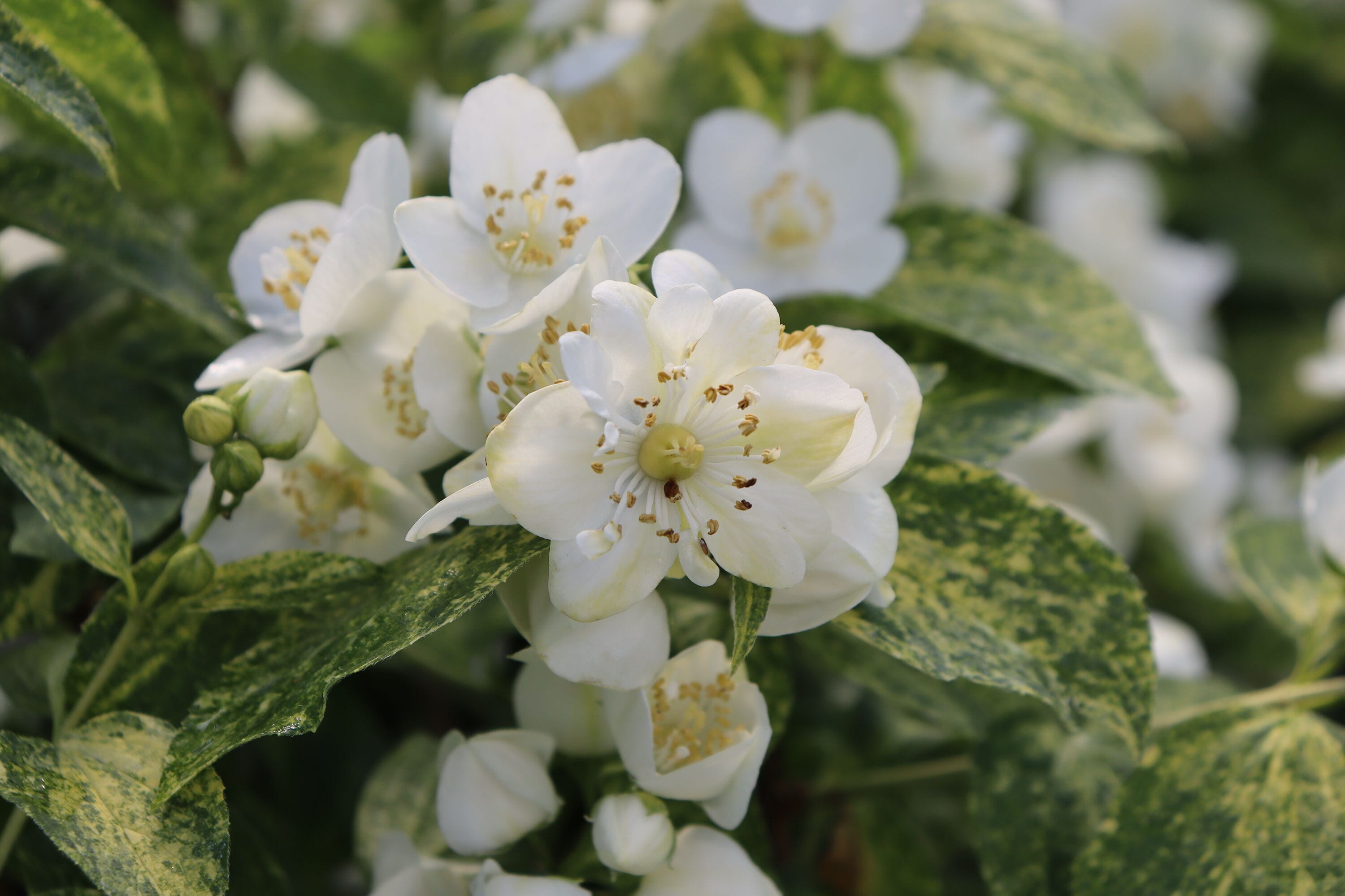 Proven Winners PHIPRC0017800 shrubs - View #6